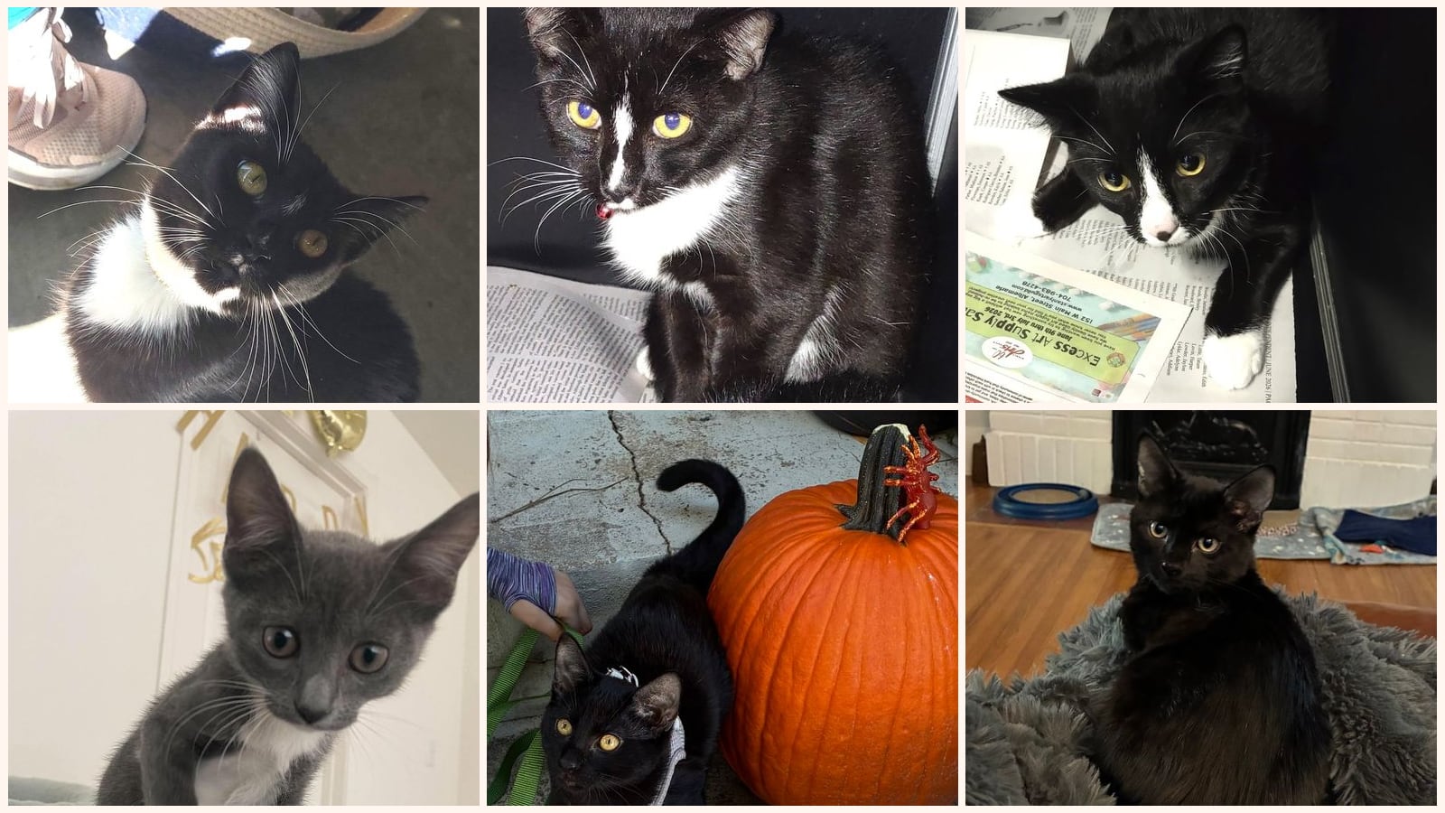 Cats up for adoption near Anson County, NC