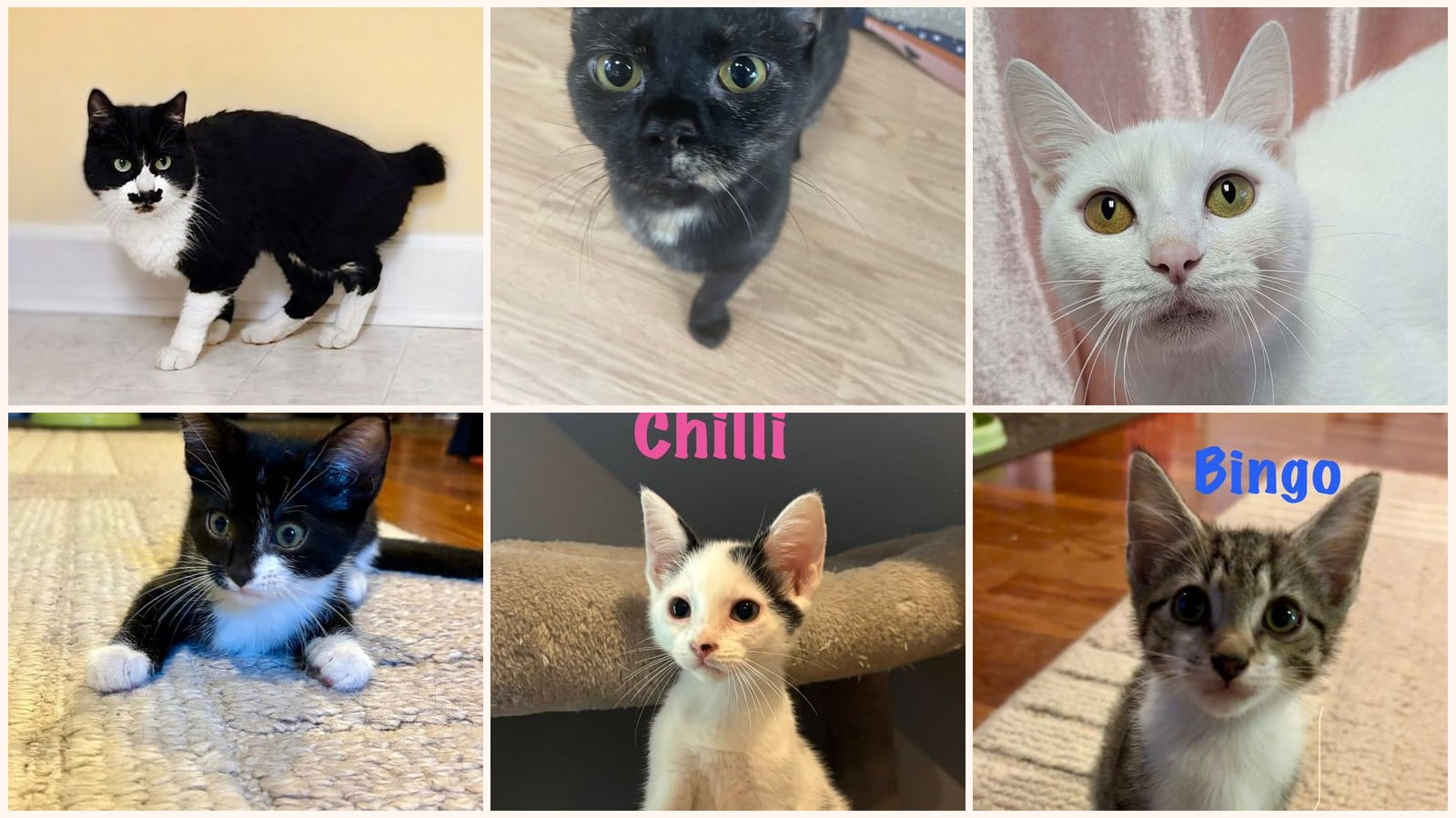 Cats up for adoption near Durham County, NC