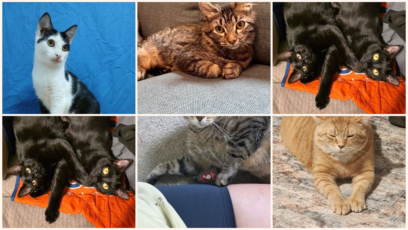 Cats up for adoption near Gates County, NC