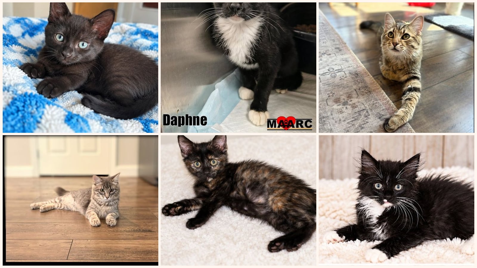Cats up for adoption near Graham County, NC