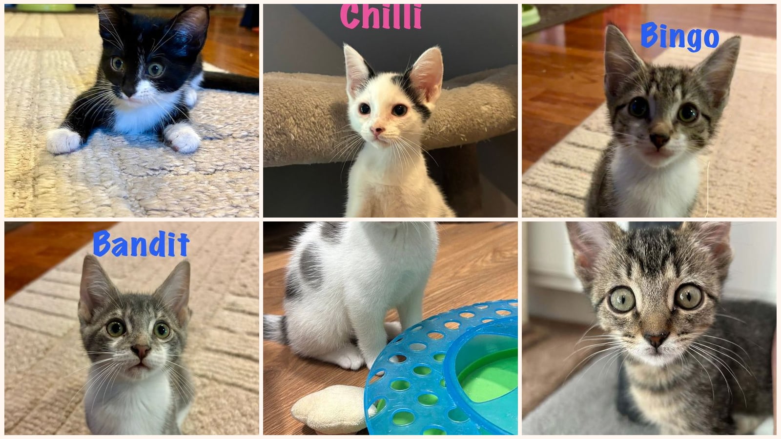 Cats up for adoption near Granville County, NC