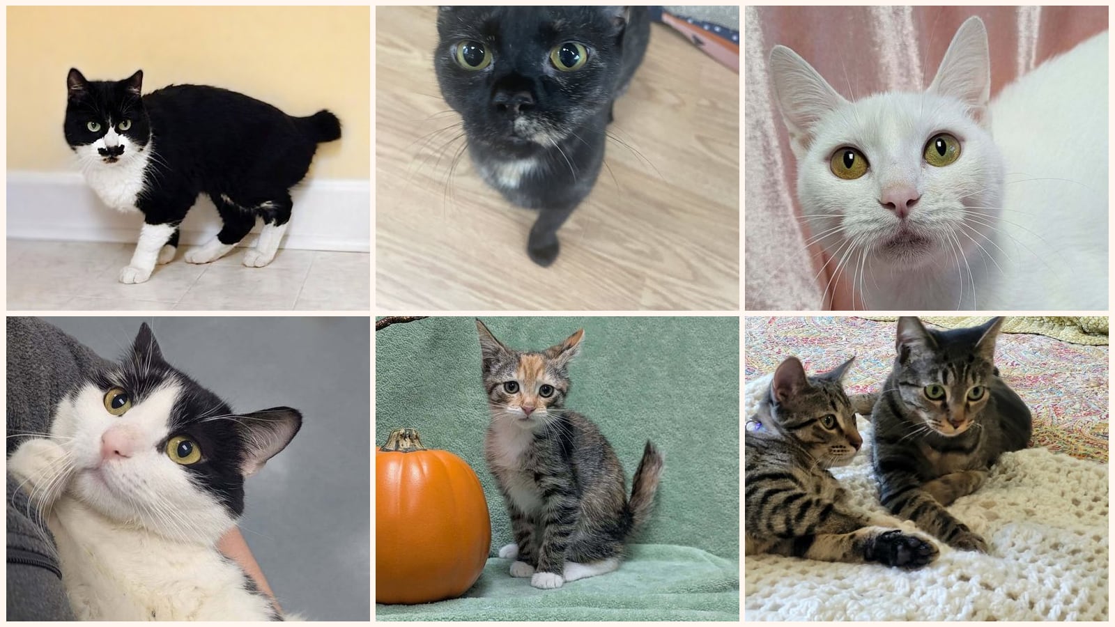 Cats up for adoption near Lee County, NC