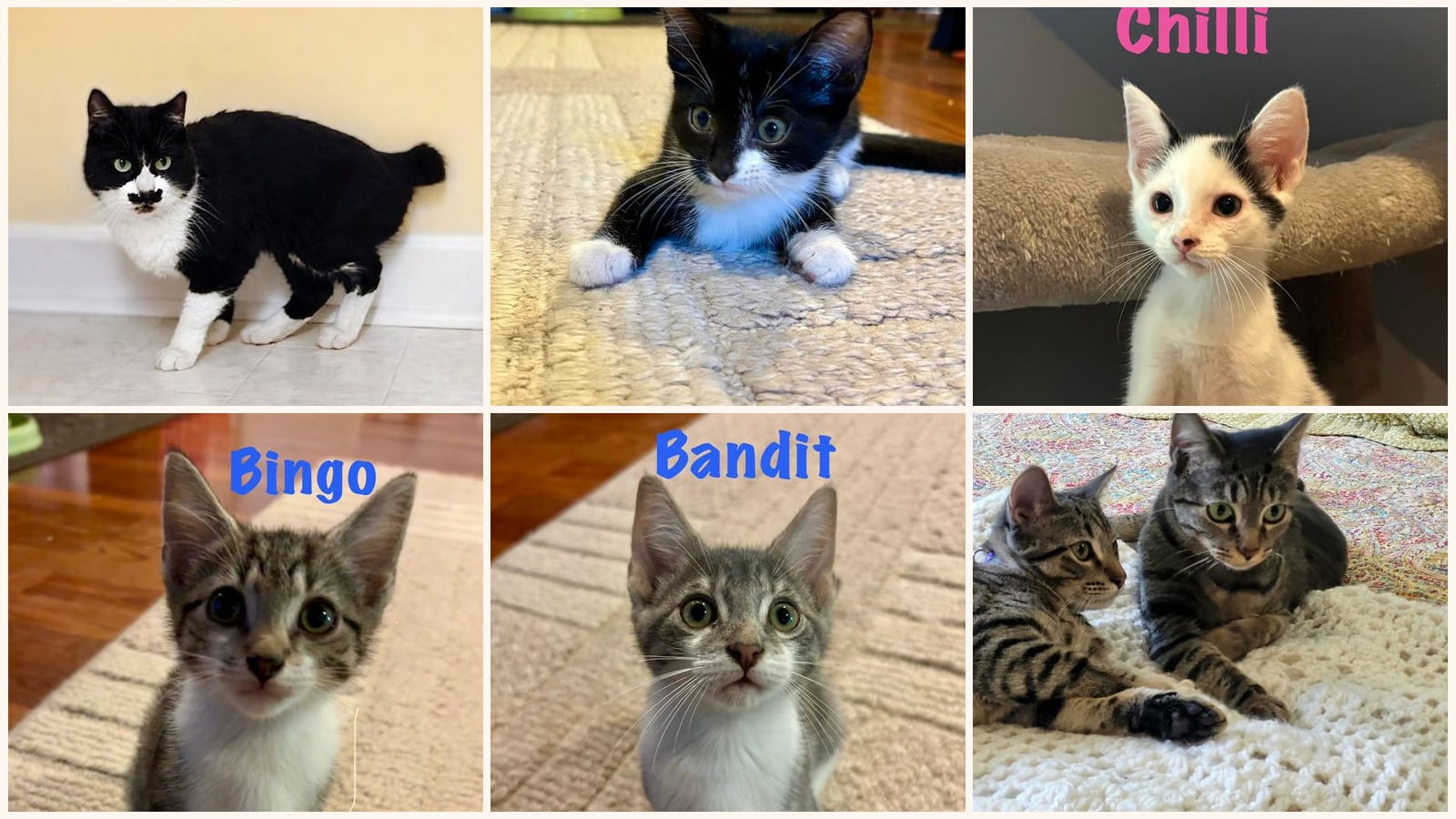 Cats up for adoption near Rockingham County, NC