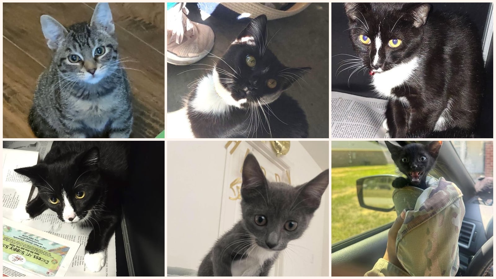 Cats up for adoption near Union County, NC