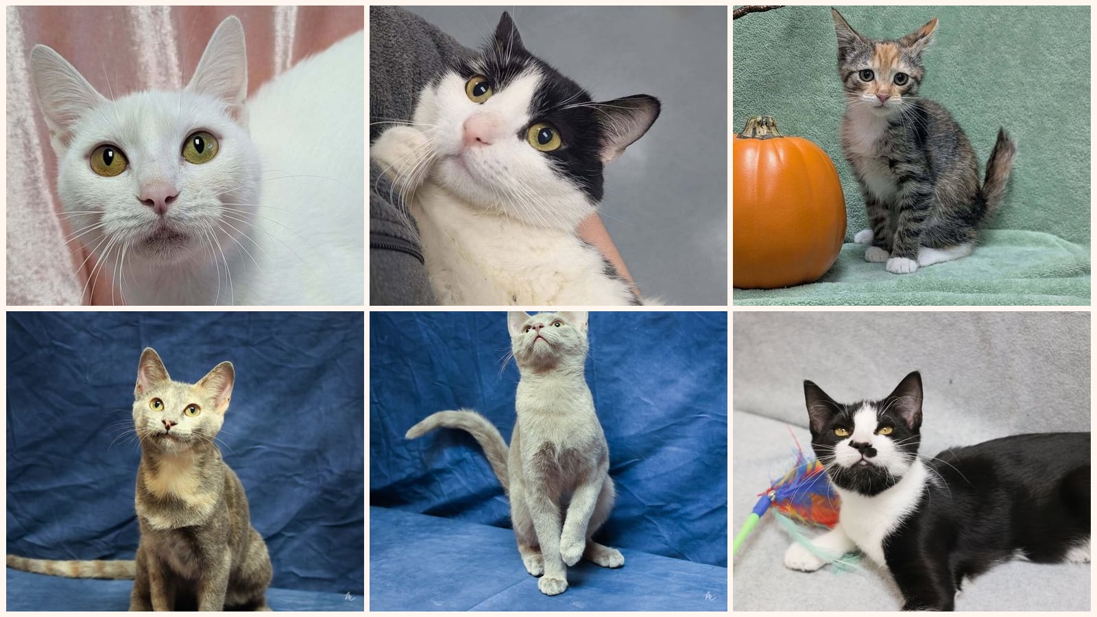 Cats up for adoption near Wake County, NC