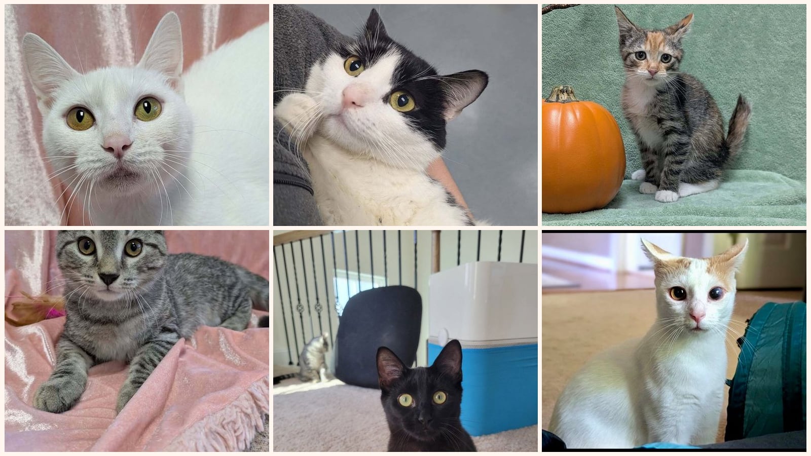 Cats up for adoption near Wayne County, NC