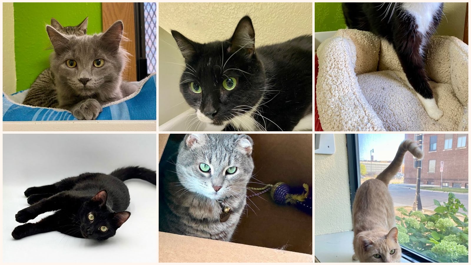 Cats up for adoption near Traill County, ND
