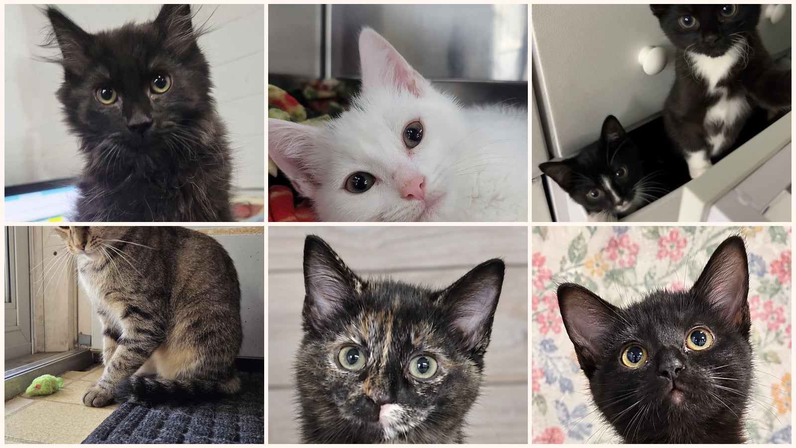 Cats up for adoption near Ashland County, OH