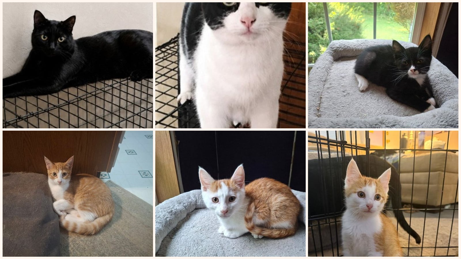 Cats up for adoption near Defiance County, OH