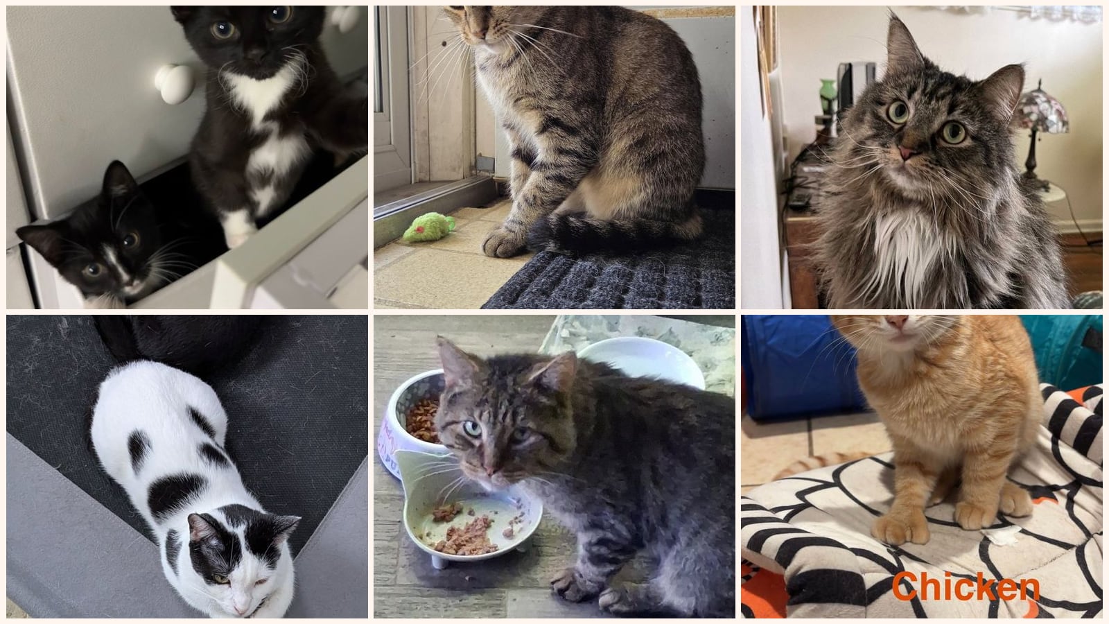 Cats up for adoption near Erie County, OH