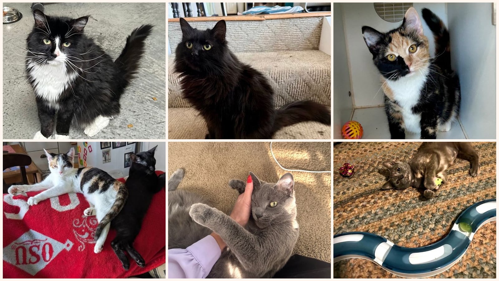 Cats up for adoption near Greene County, OH