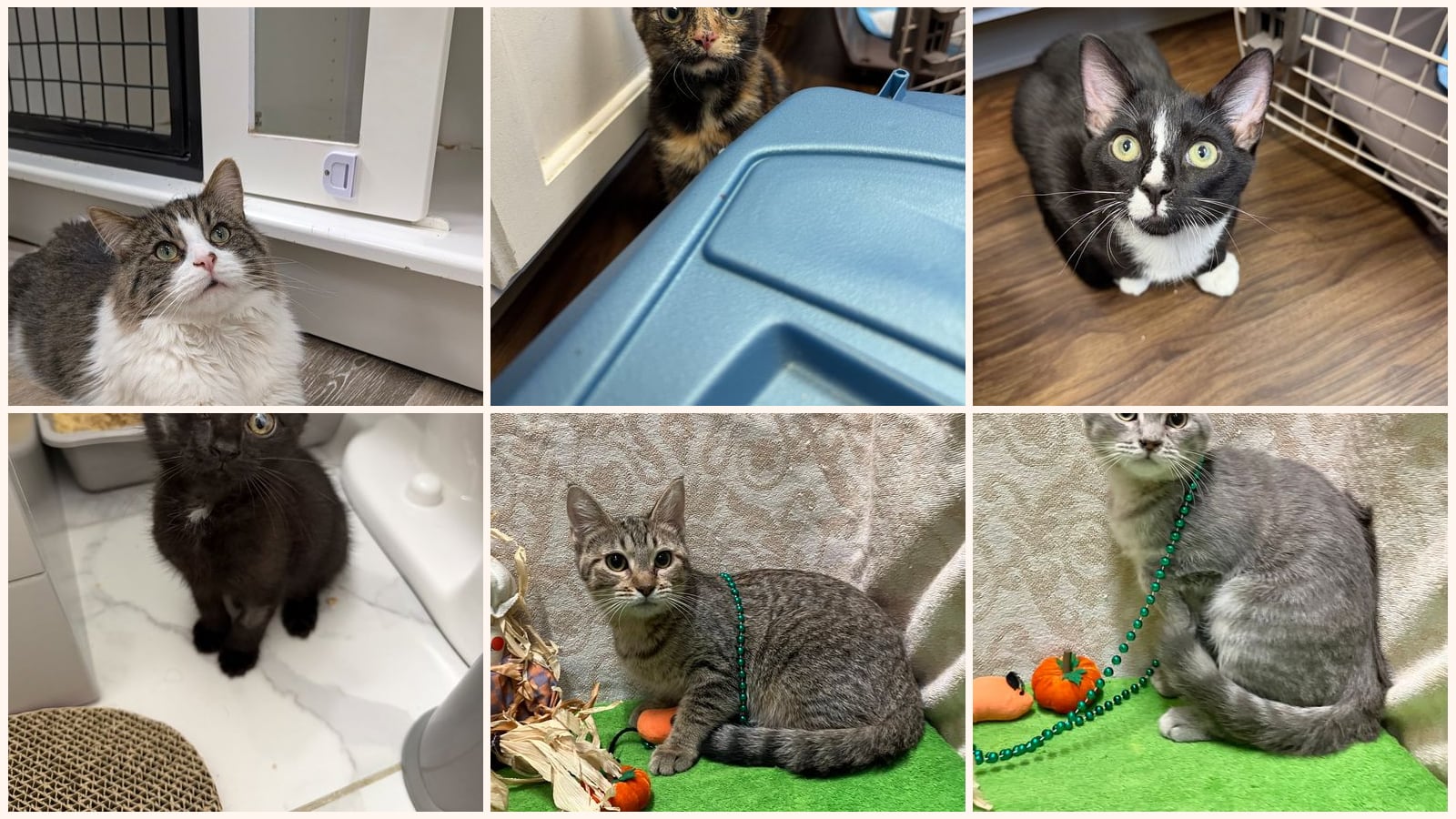 Cats up for adoption near Madison County, OH