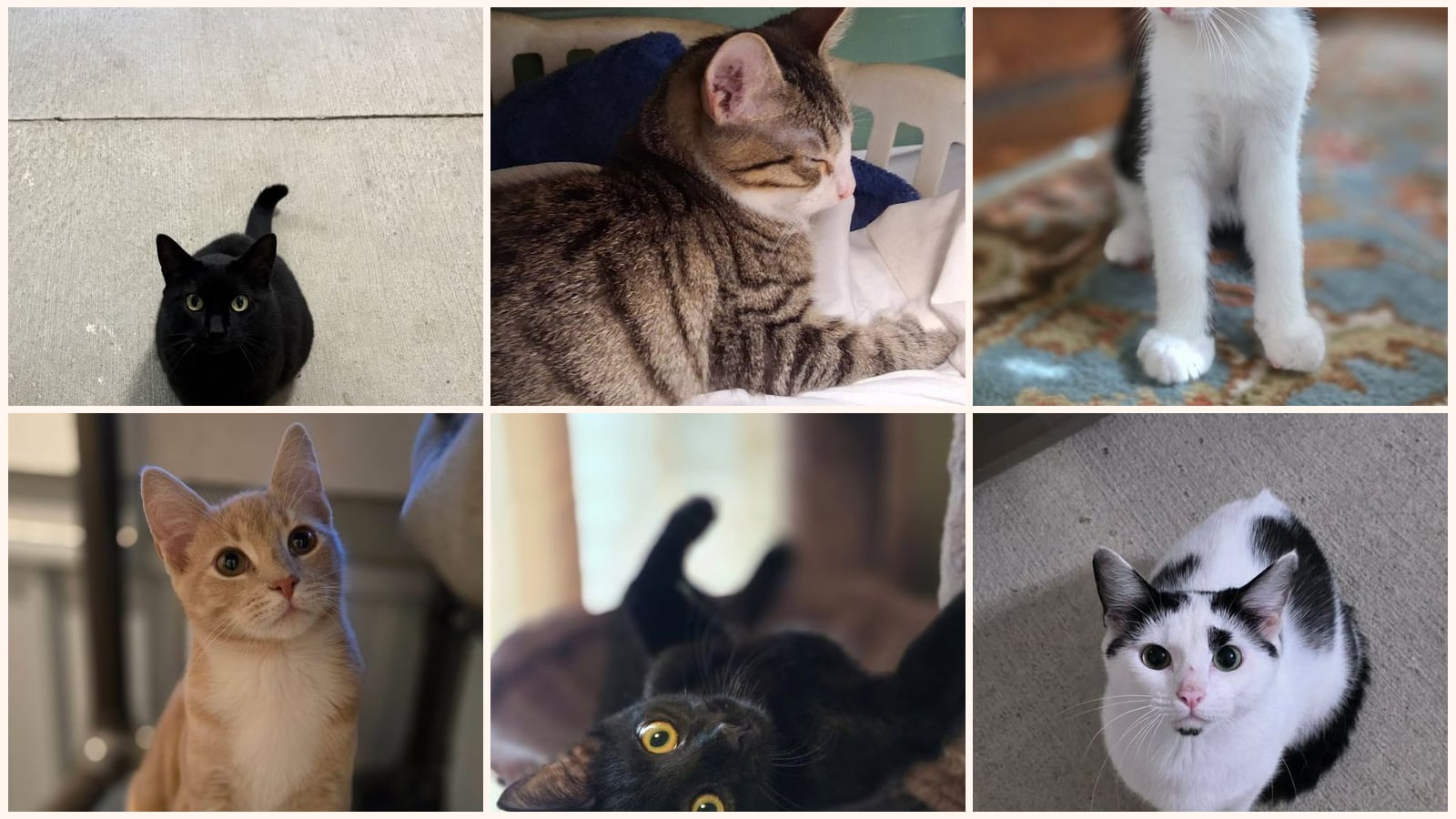 Cats up for adoption near Noble County, OH