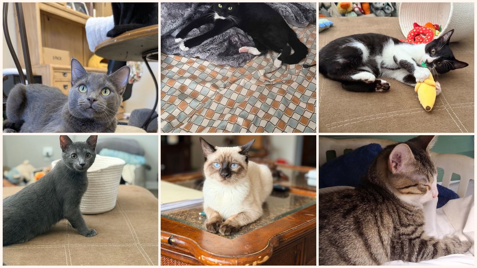 Cats up for adoption near Perry County, OH