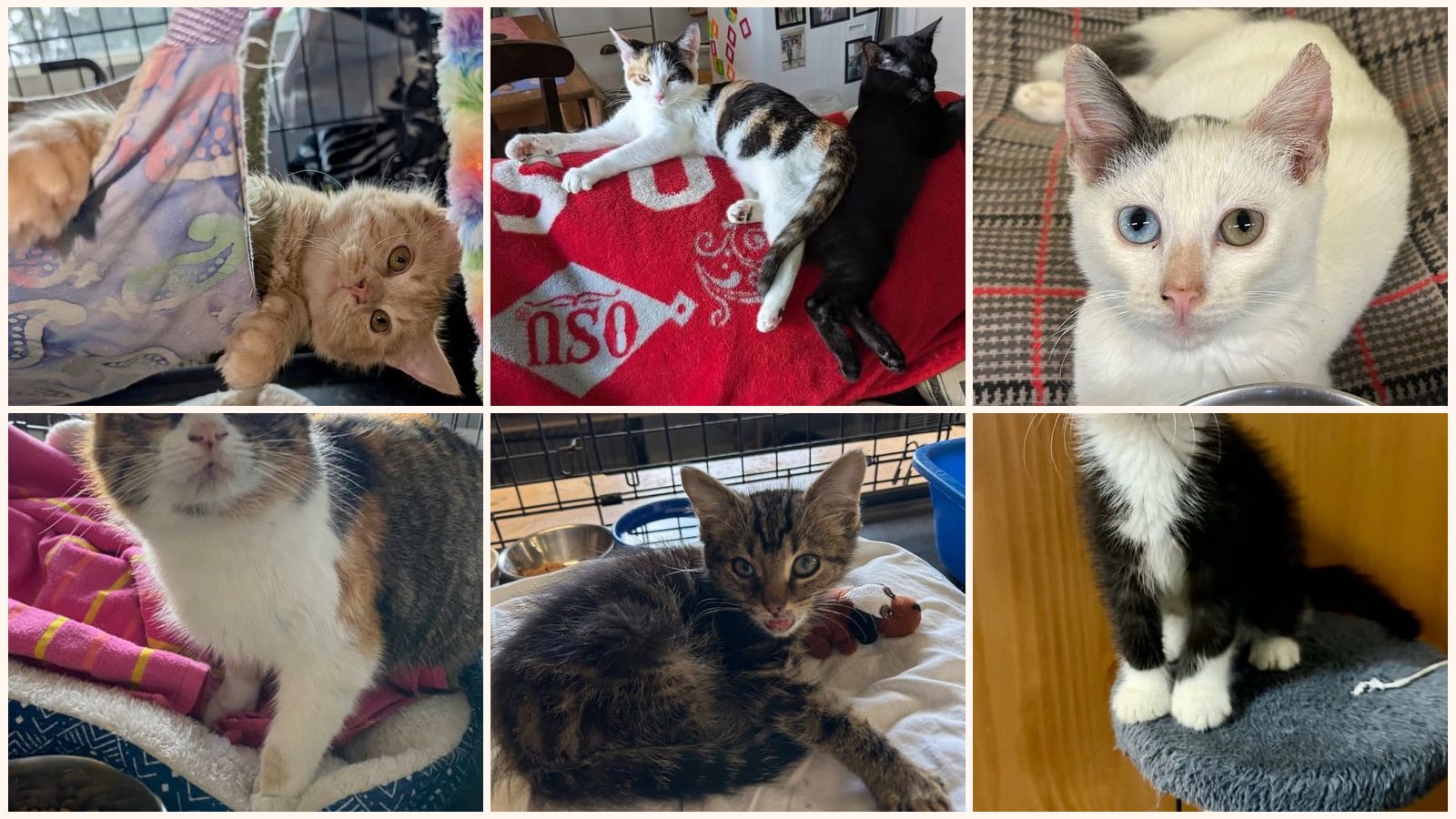 Cats up for adoption near Shelby County, OH