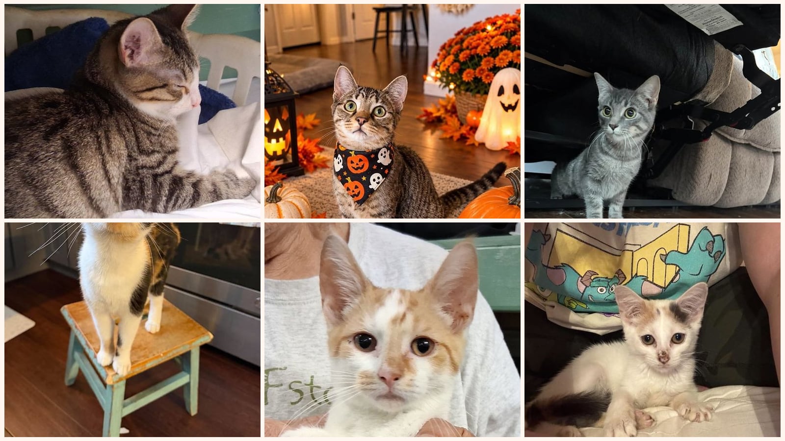 Cats up for adoption near Vinton County, OH