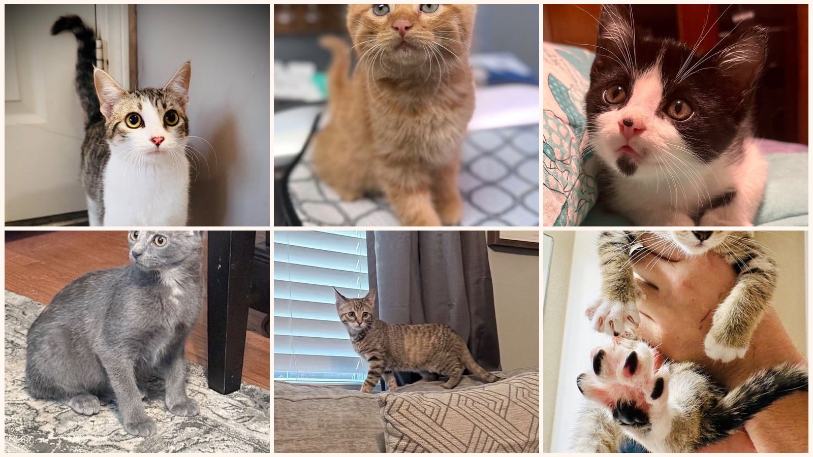 Cats up for adoption near Delaware County, OK