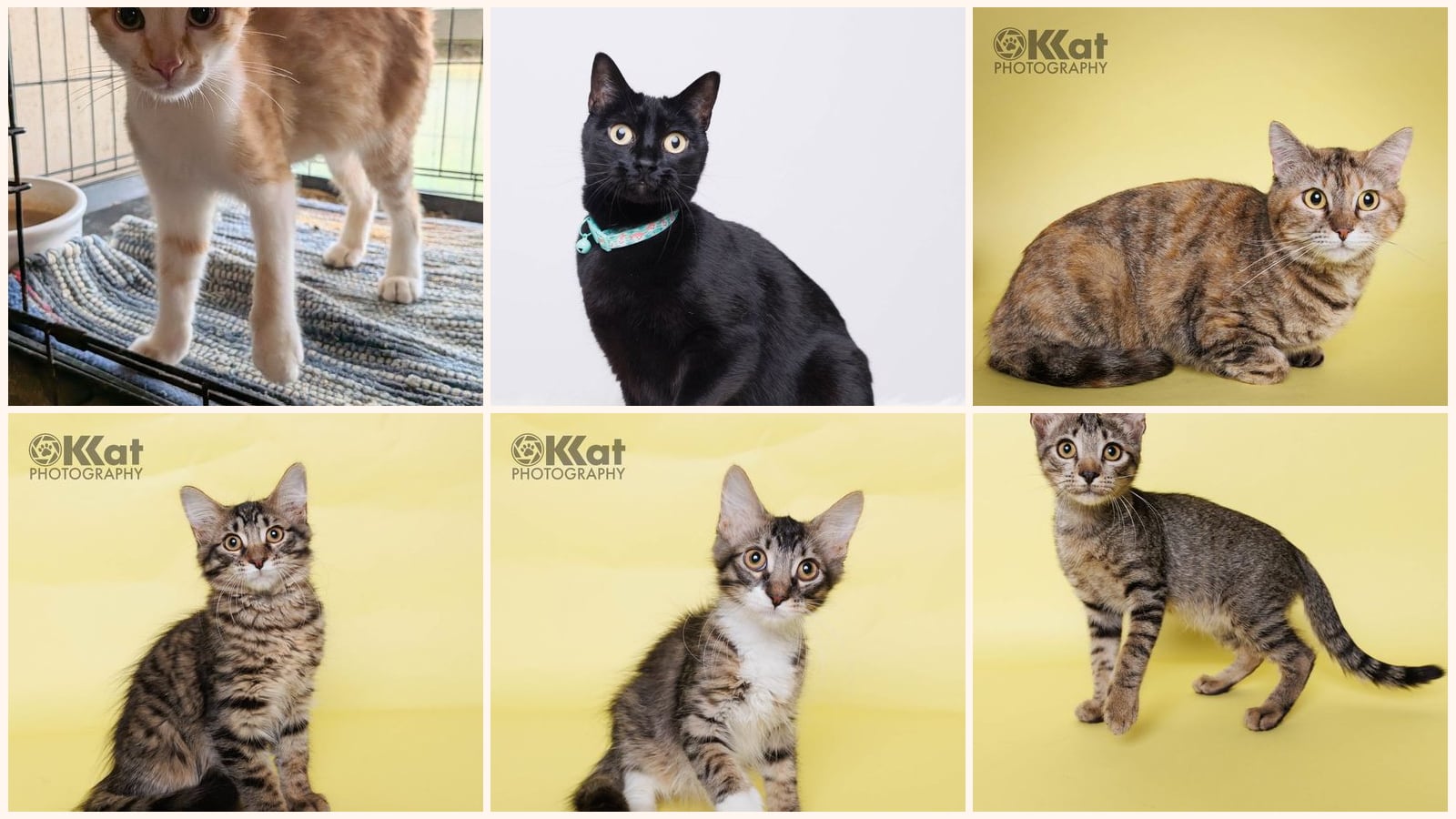 Cats up for adoption near Logan County, OK