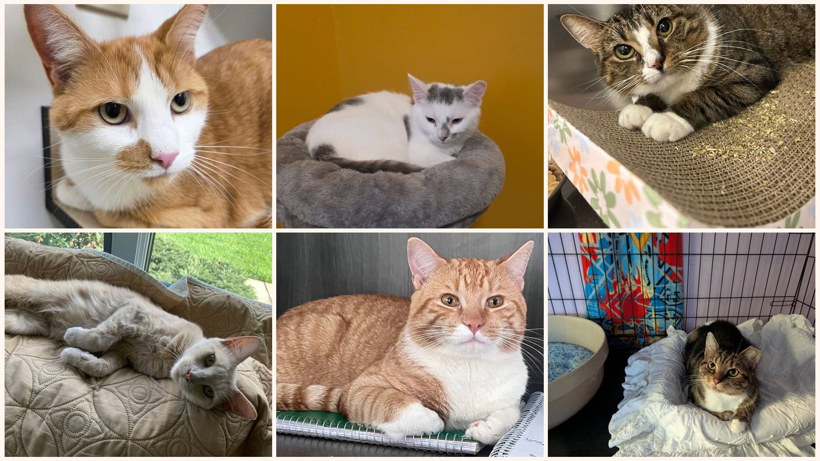 Cats up for adoption near Carbon County, PA