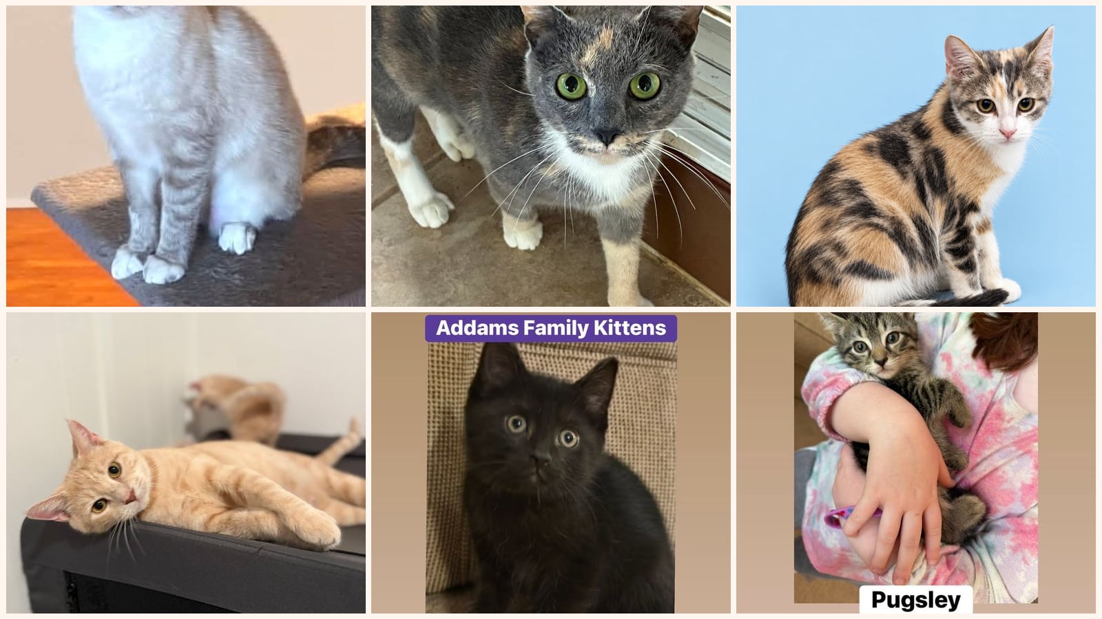 Cats up for adoption near Cumberland County, PA