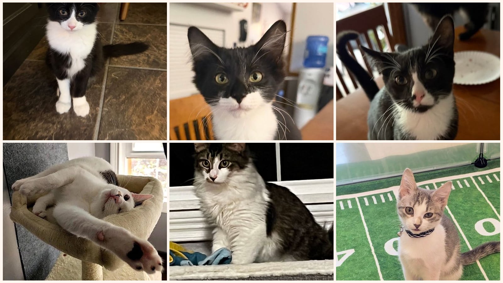 Cats up for adoption near Lawrence County, PA