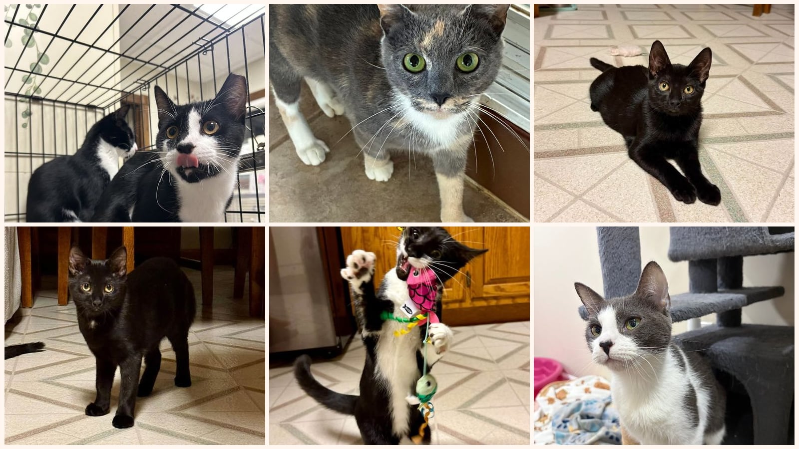 Cats up for adoption near Lebanon County, PA