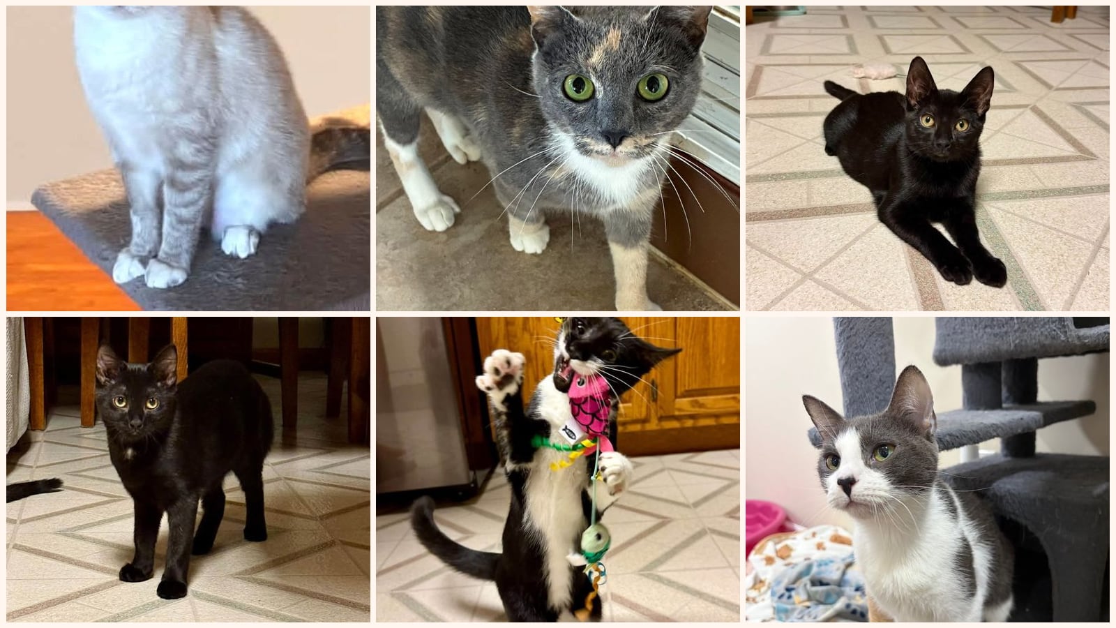 Cats up for adoption near Mifflin County, PA