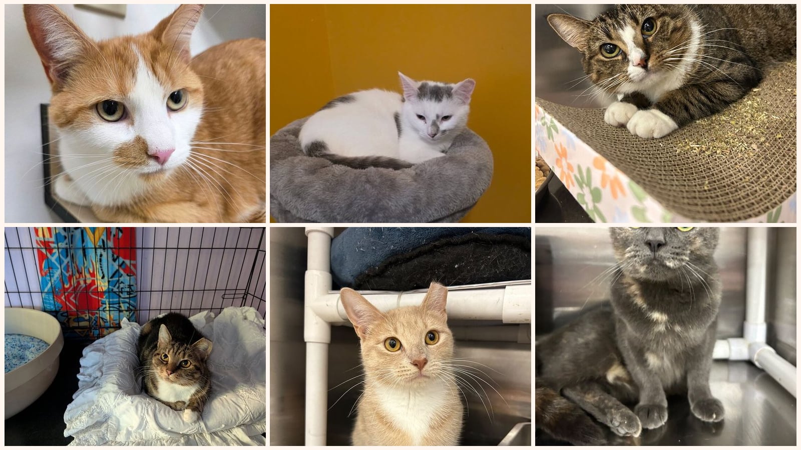 Cats up for adoption near Northampton County, PA