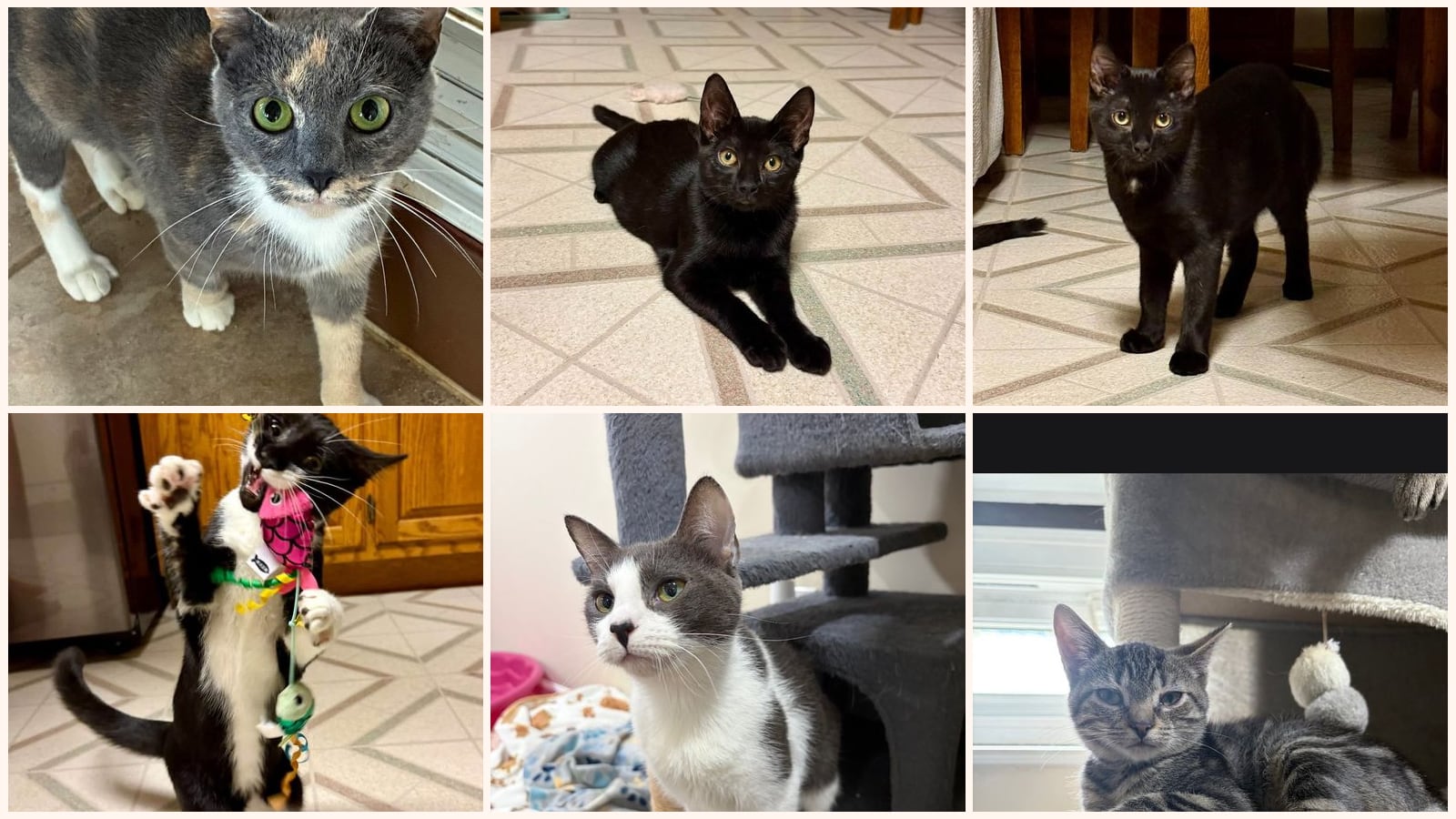 Cats up for adoption near Union County, PA