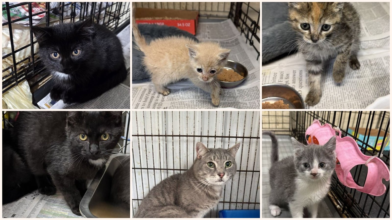Cats up for adoption near Westmoreland County, PA