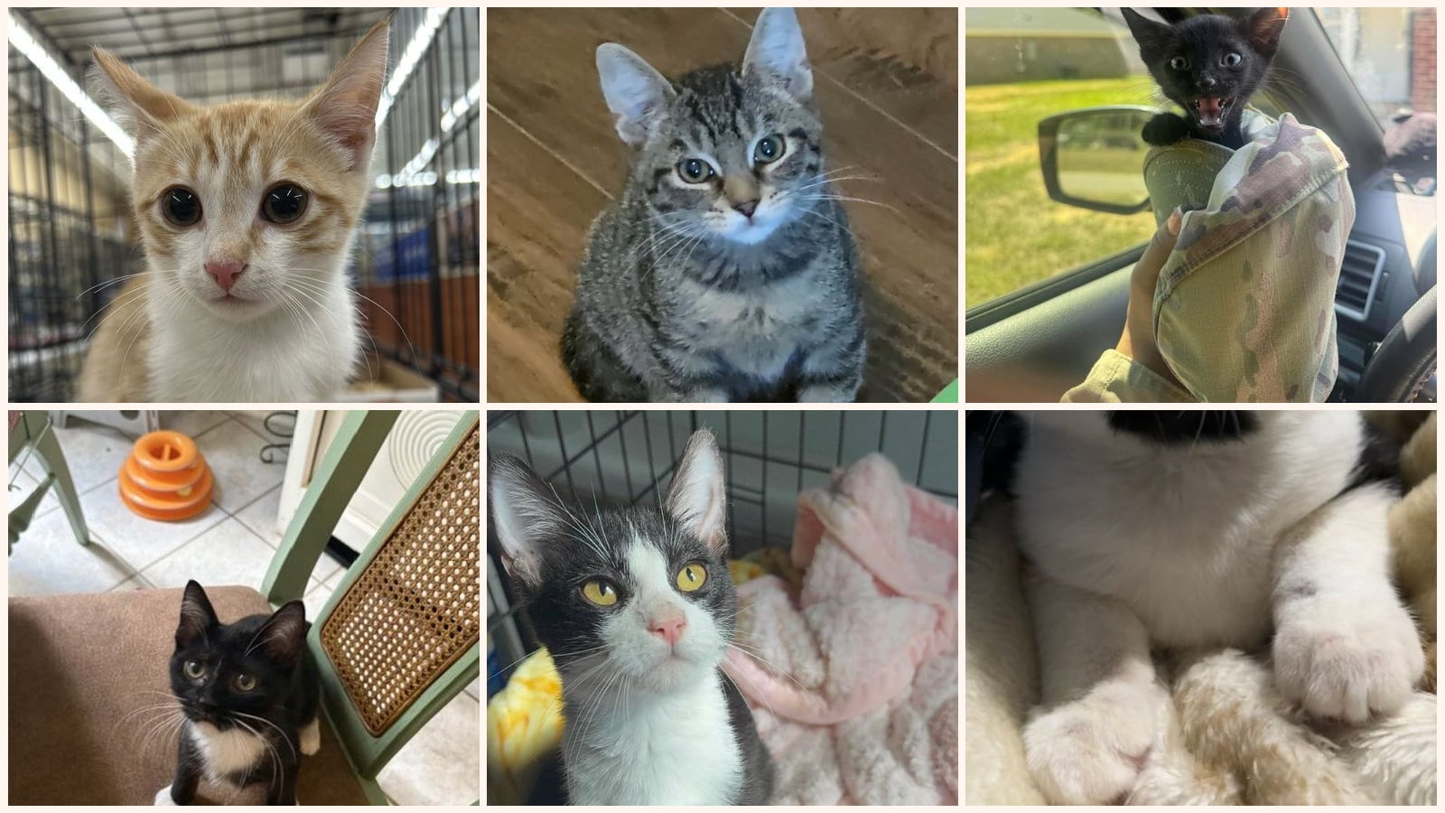 Cats up for adoption near Chester County, SC