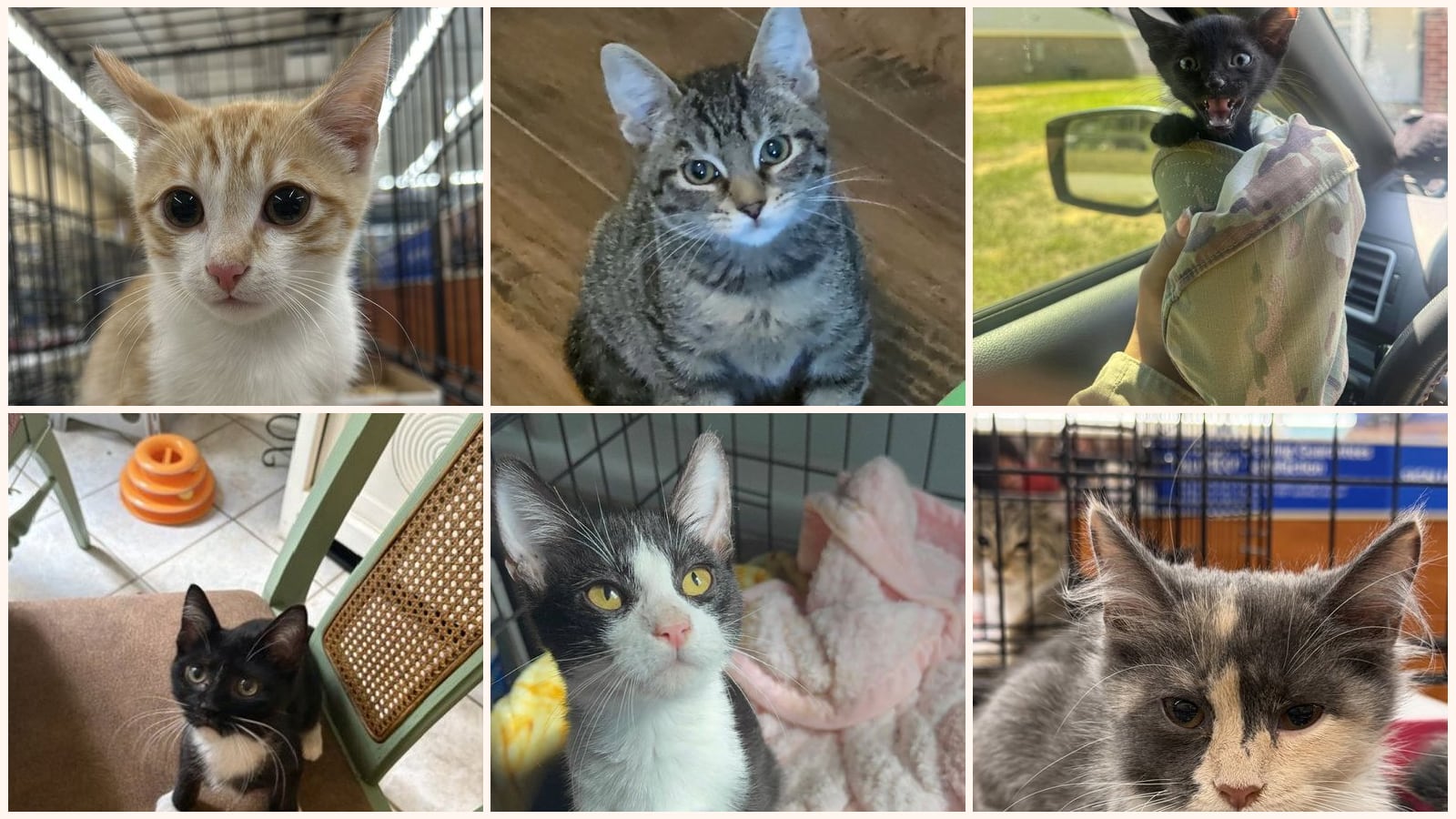 Cats up for adoption near Clarendon County, SC
