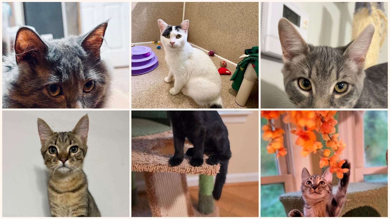 Cats up for adoption near Greenwood County, SC