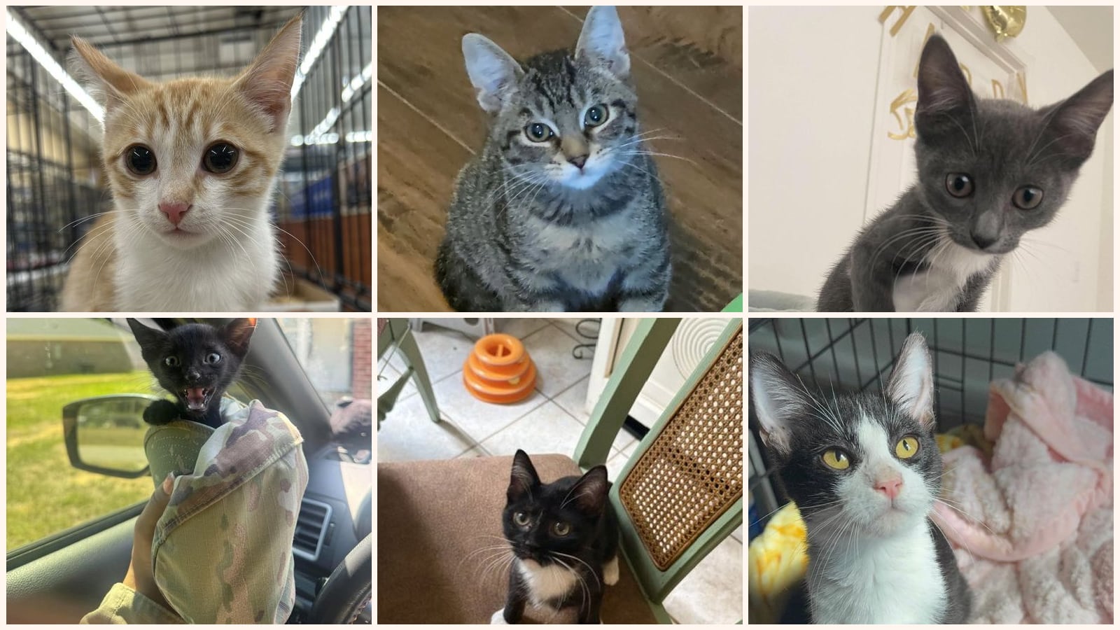 Cats up for adoption near Lancaster County, SC
