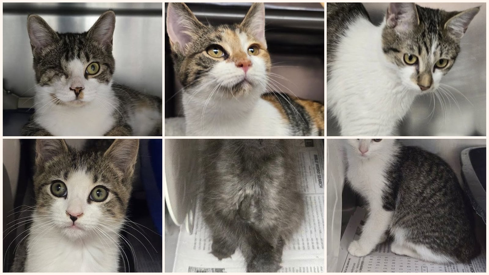 Cats up for adoption near Marion County, SC