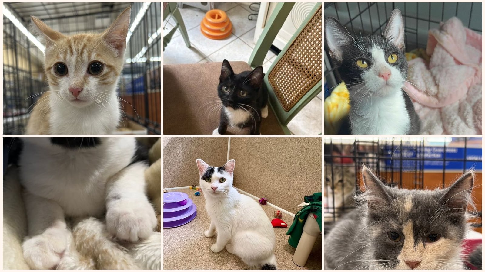 Cats up for adoption near Newberry County, SC