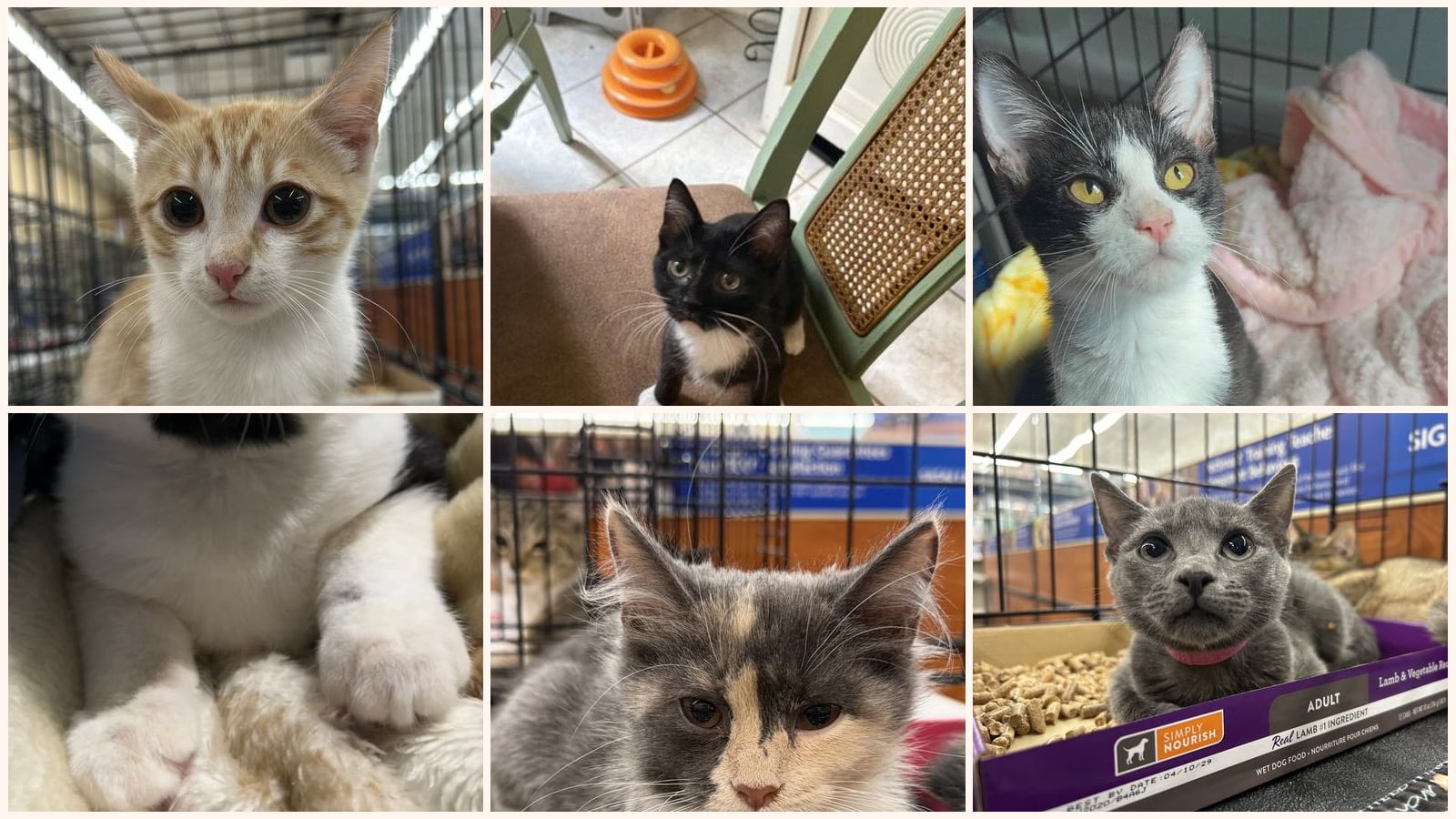 Cats up for adoption near Orangeburg County, SC