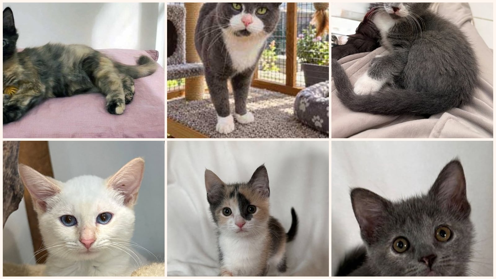 Cats up for adoption near Bedford County, TN