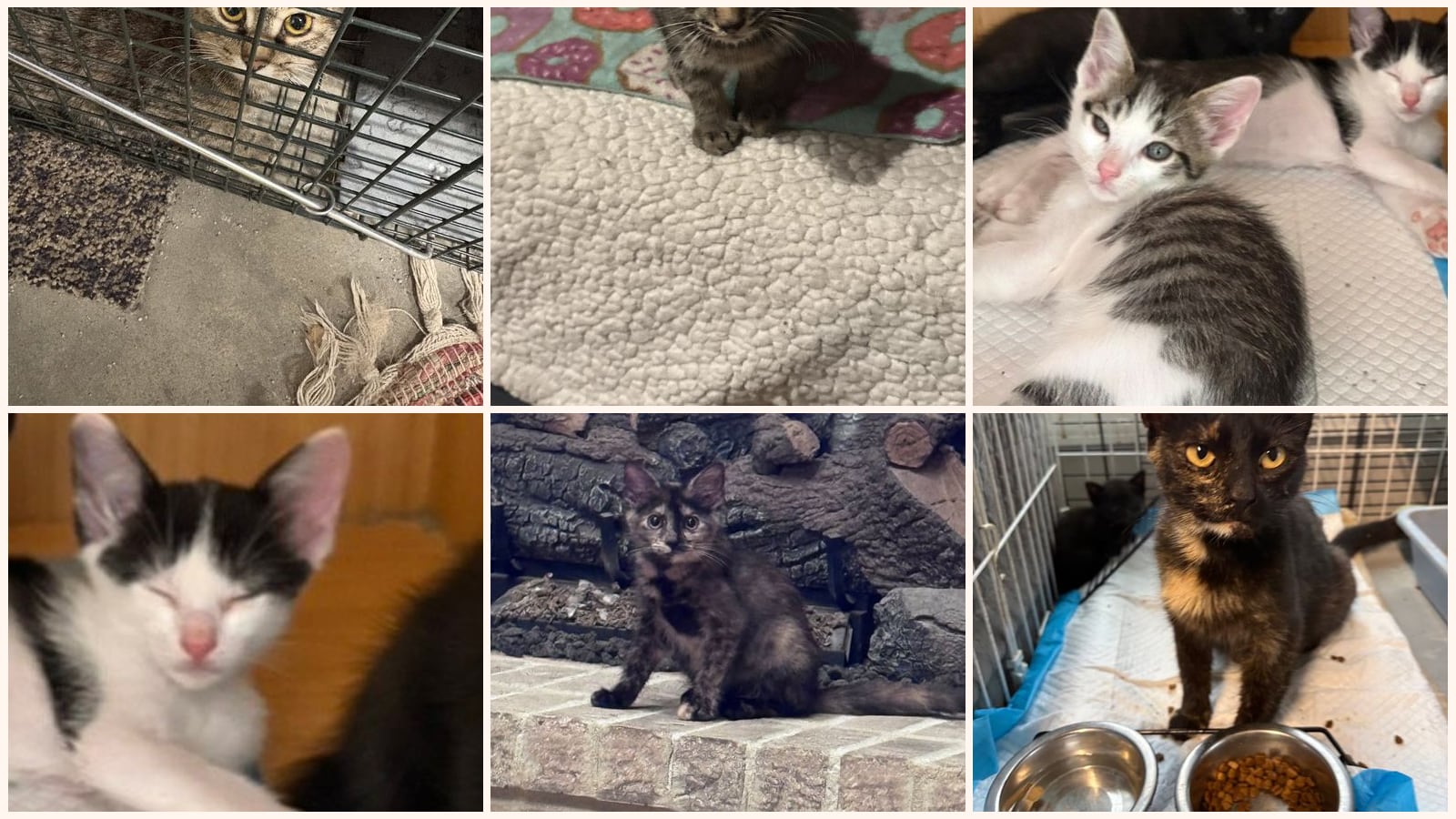 Cats up for adoption near Dickson County, TN