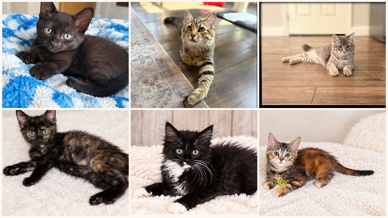 Cats up for adoption near Hamblen County, TN