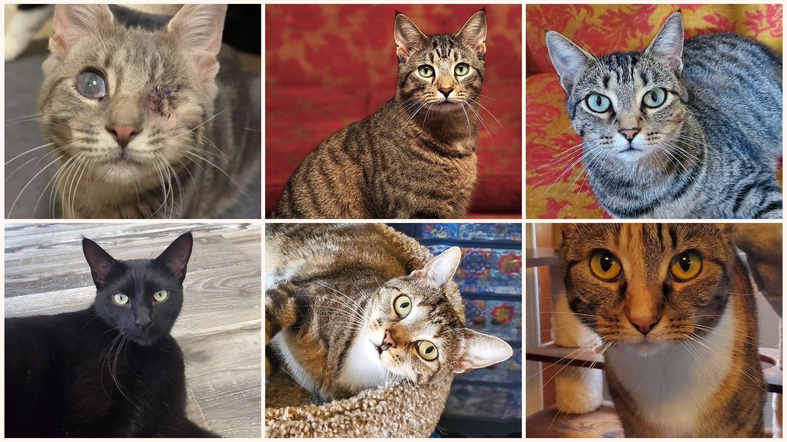 Cats up for adoption near Humphreys County, TN