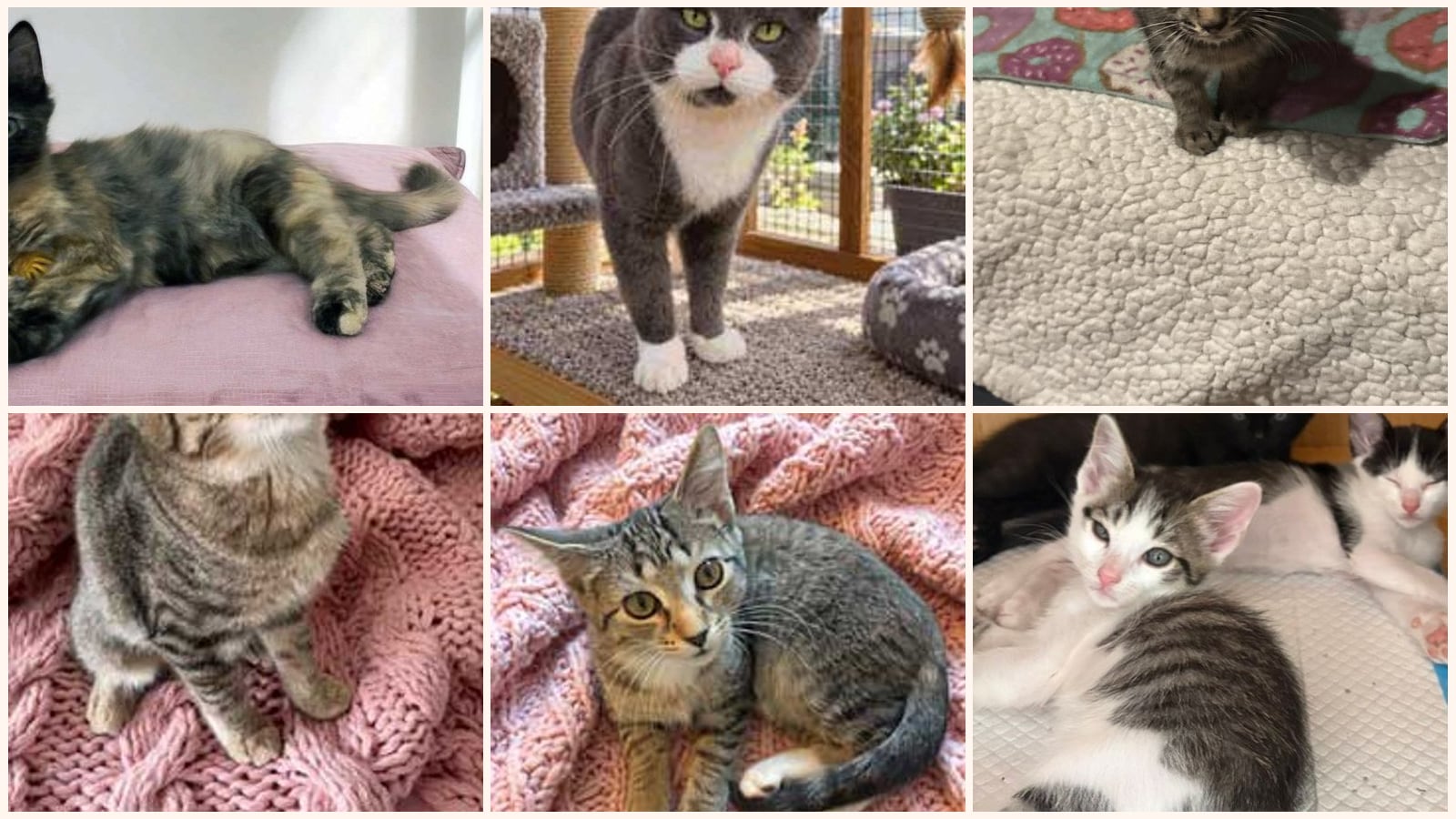 Cats up for adoption near Lewis County, TN