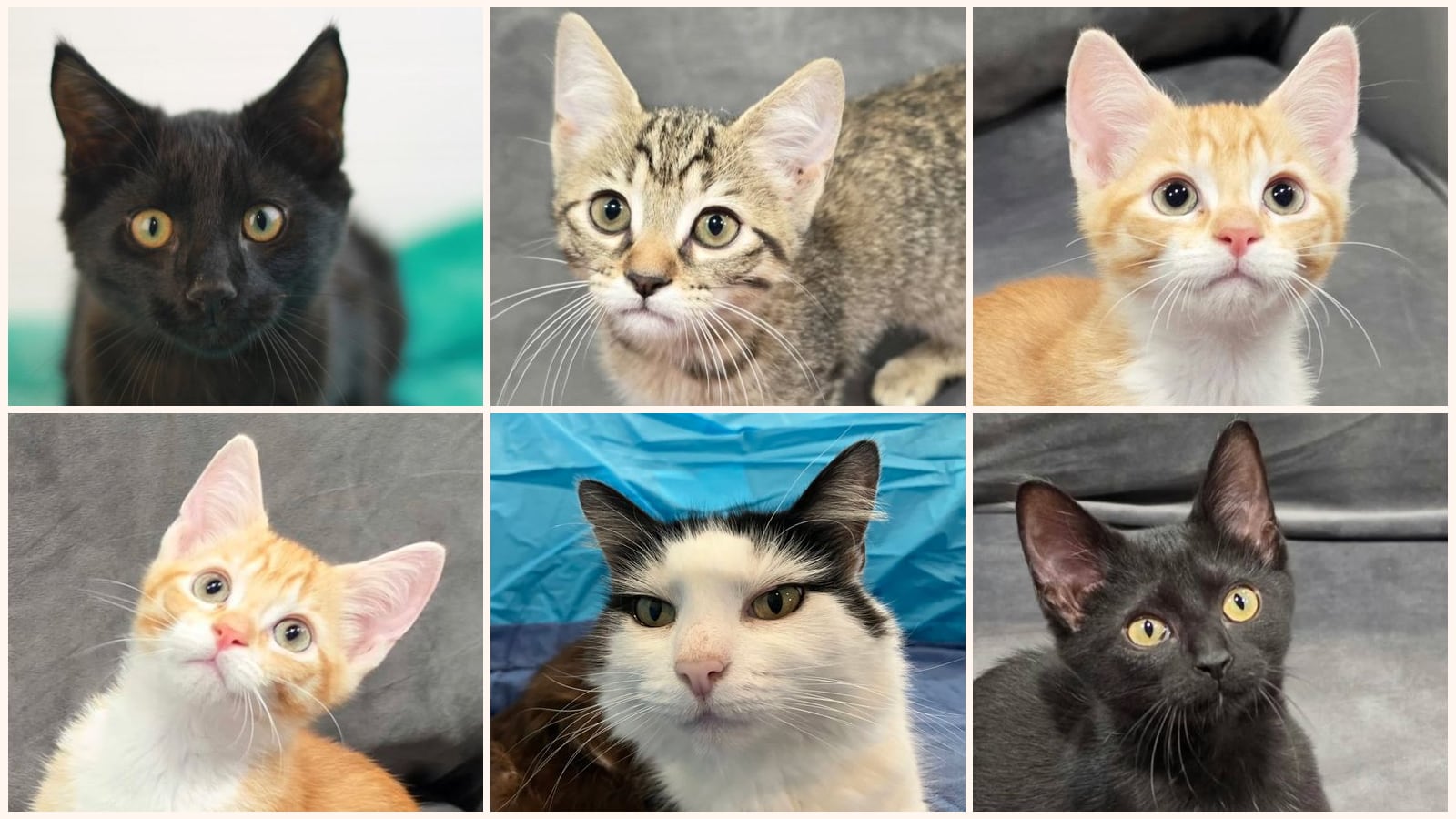 Cats up for adoption near Macon County, TN