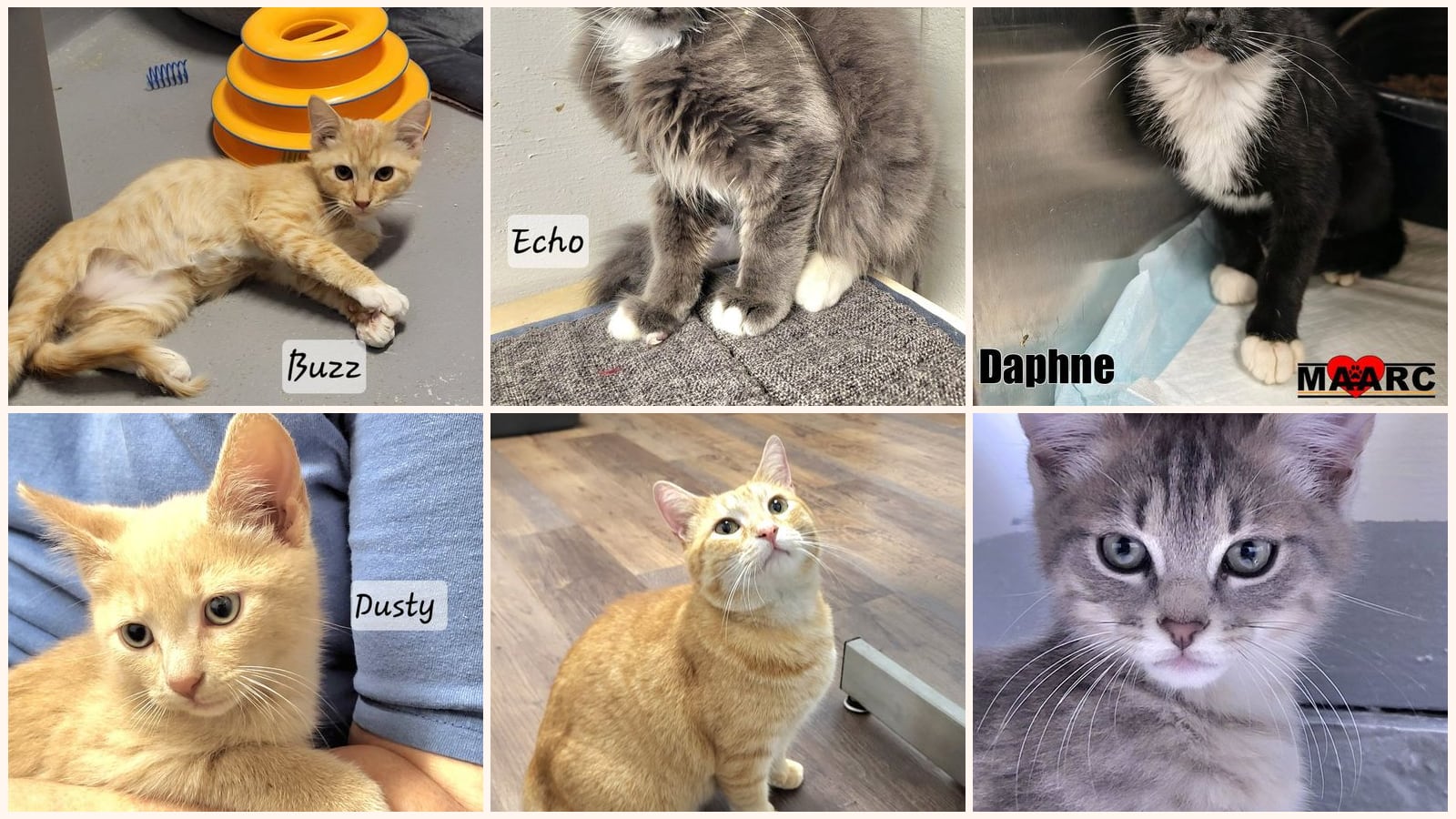 Cats up for adoption near Polk County, TN