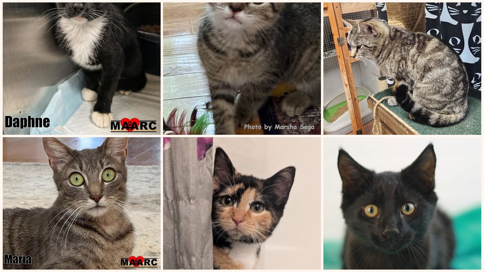 Cats up for adoption near Rhea County, TN