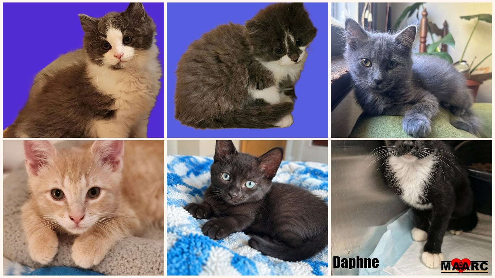 Cats up for adoption near Sevier County, TN