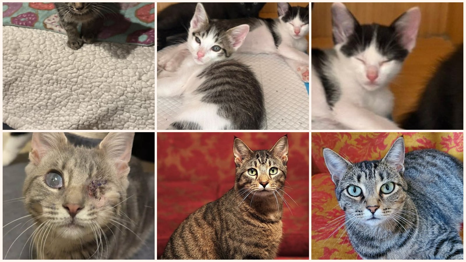 Cats up for adoption near Stewart County, TN