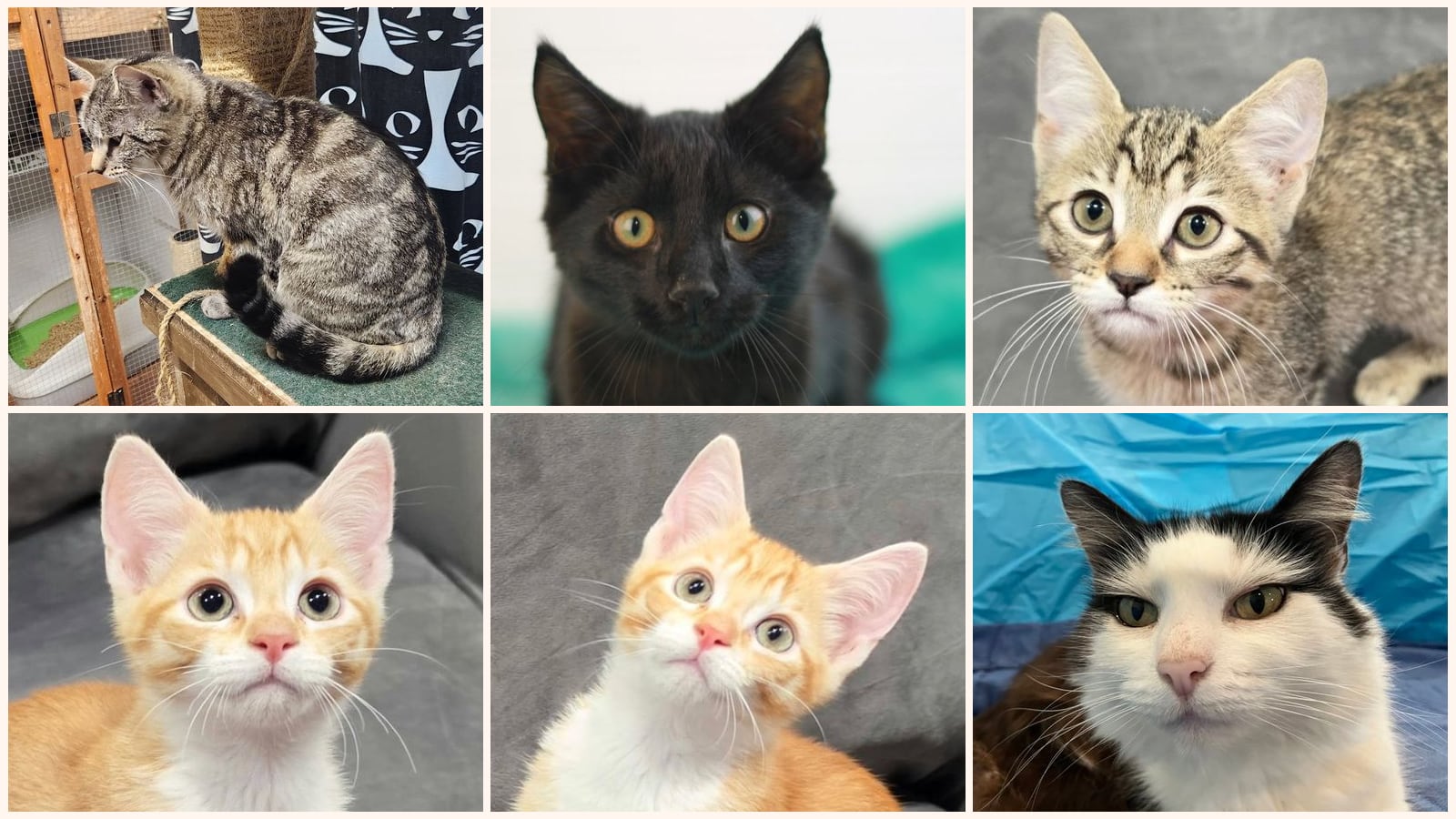 Cats up for adoption near Van Buren County, TN
