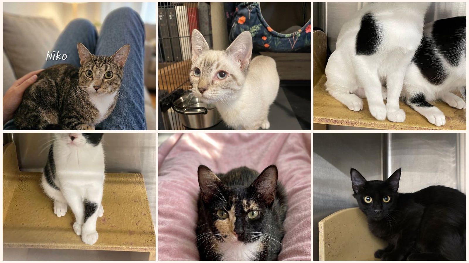 Cats up for adoption near Austin County, TX