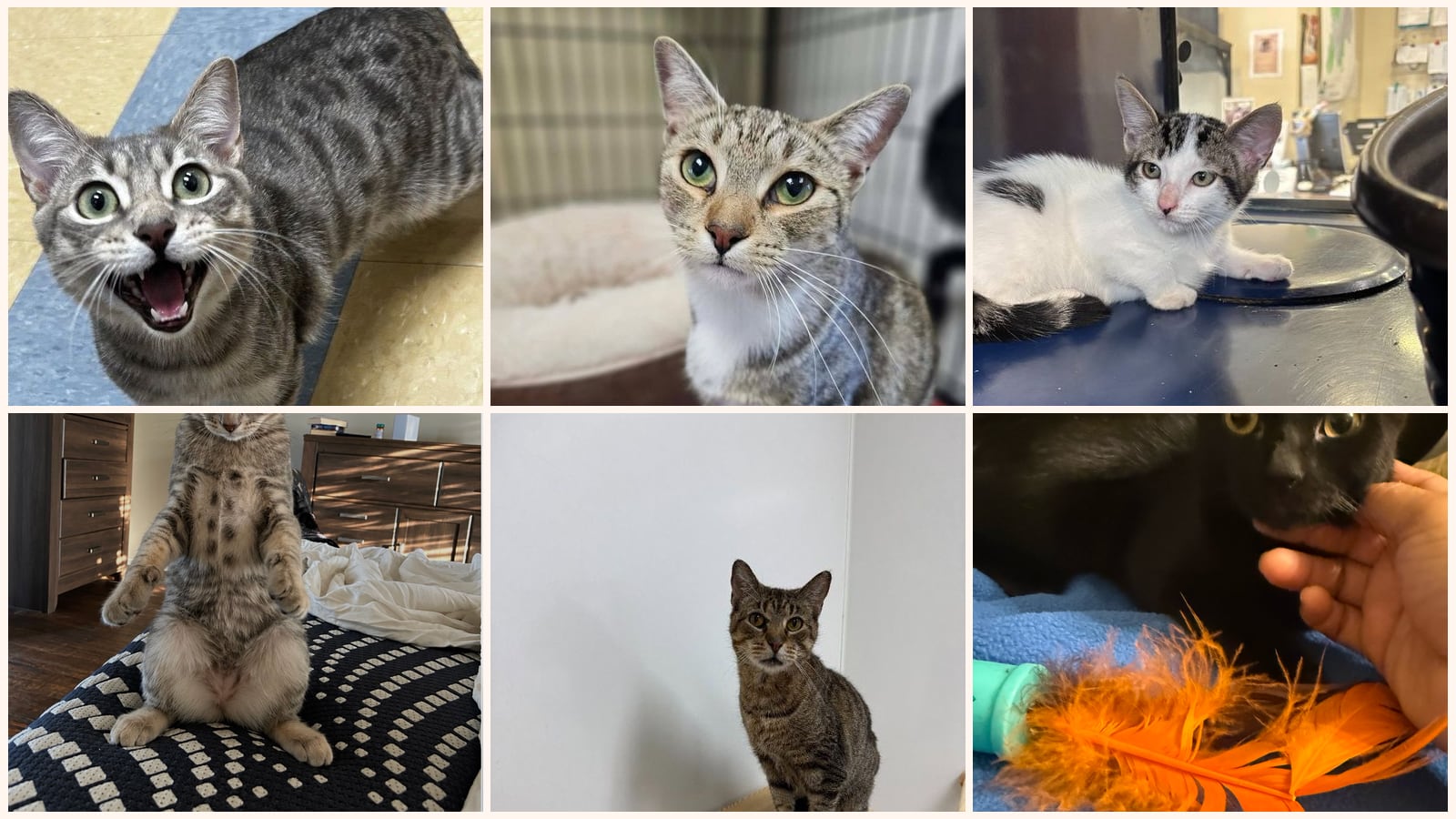 Cats up for adoption near Cooke County, TX